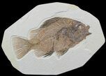 Large, Priscacara Fossil Fish - Wyoming #48596-1